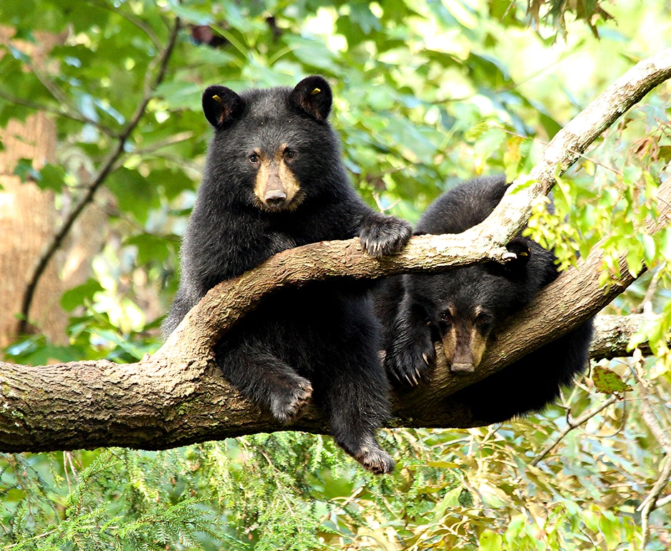bear cubs lounging on branch