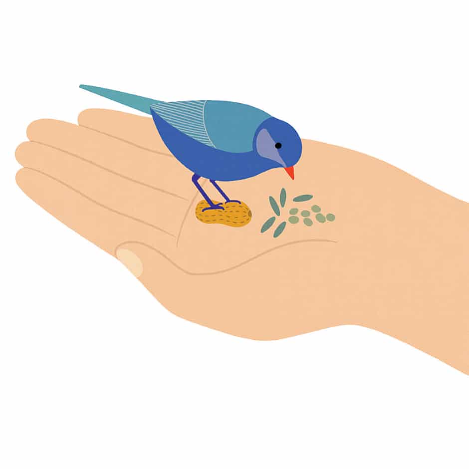 bird eating out of hand illustration