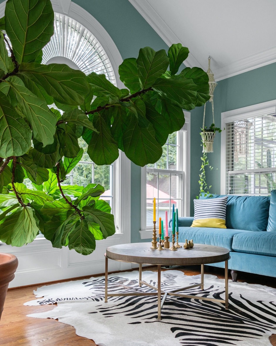 colorful living room with zebra skin rug and giant fiddle leaf fig tree