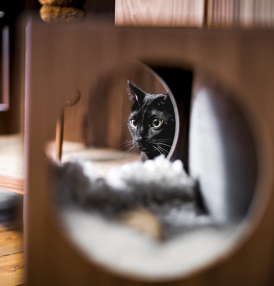 cat playing in cabinet through circular frame
