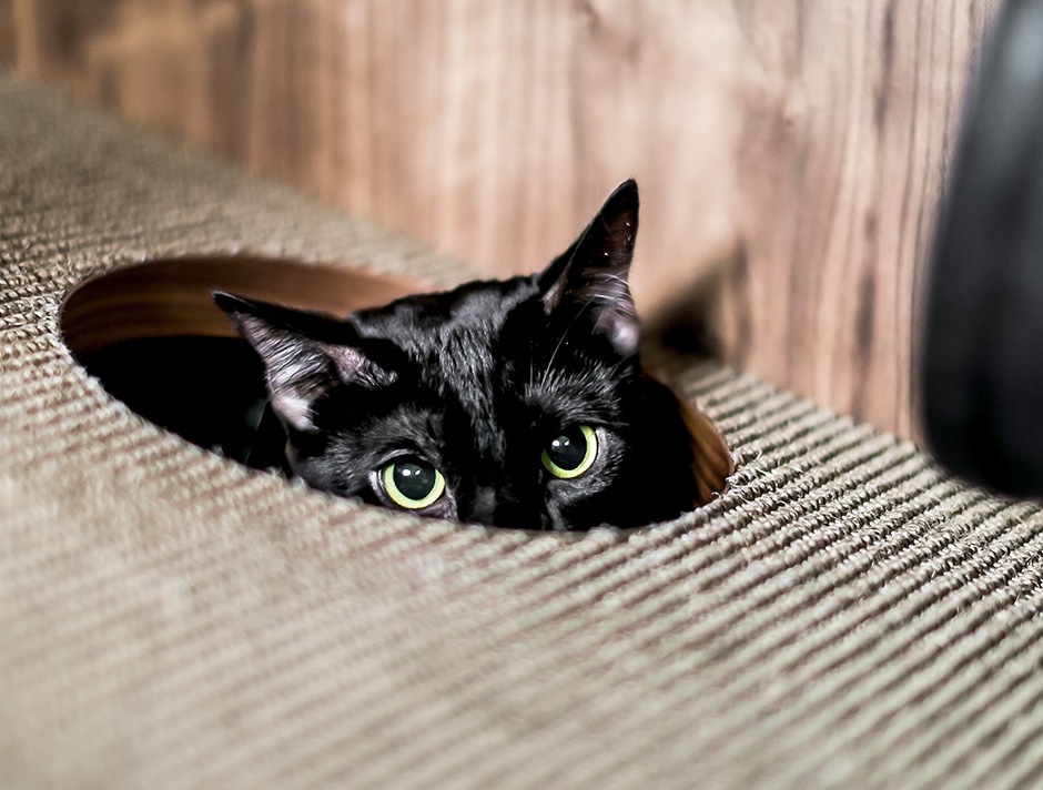 cat peaking through hole in house