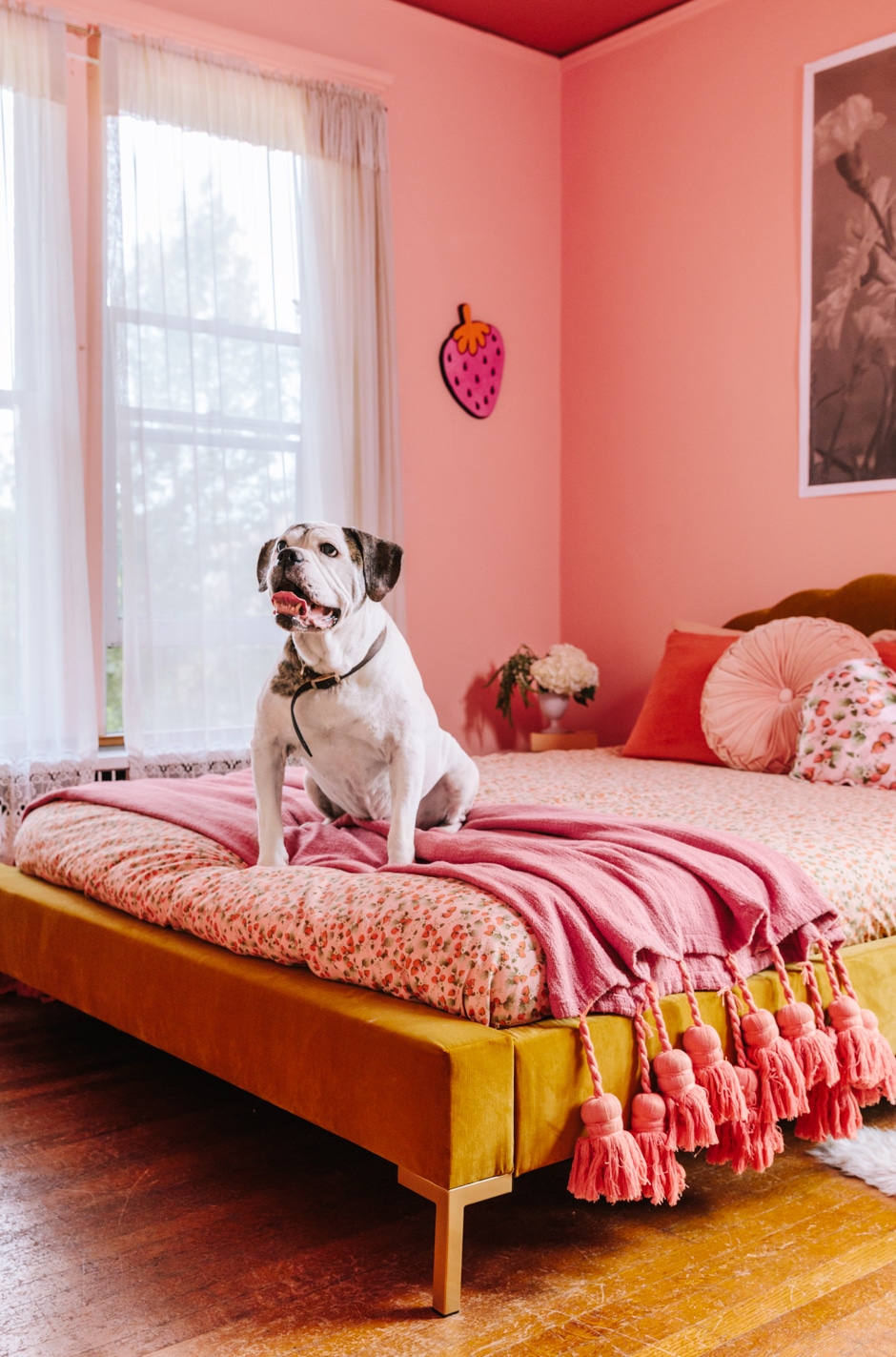 dog sitting on coral and yellow bed
