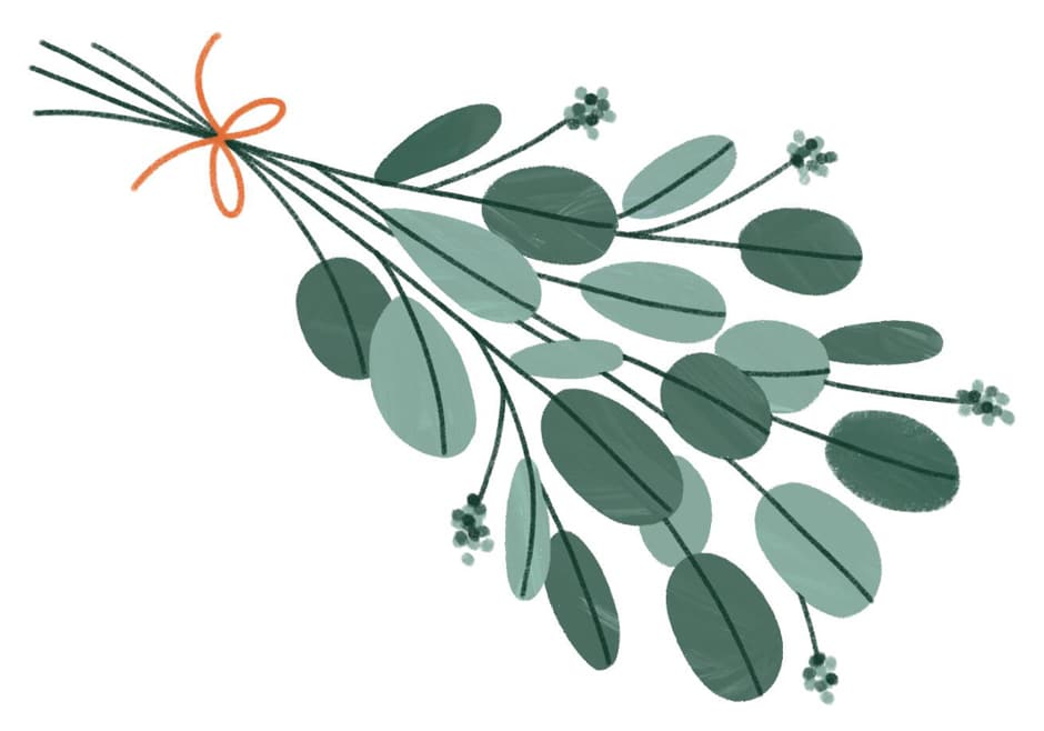 eucalyptus sprig illustration