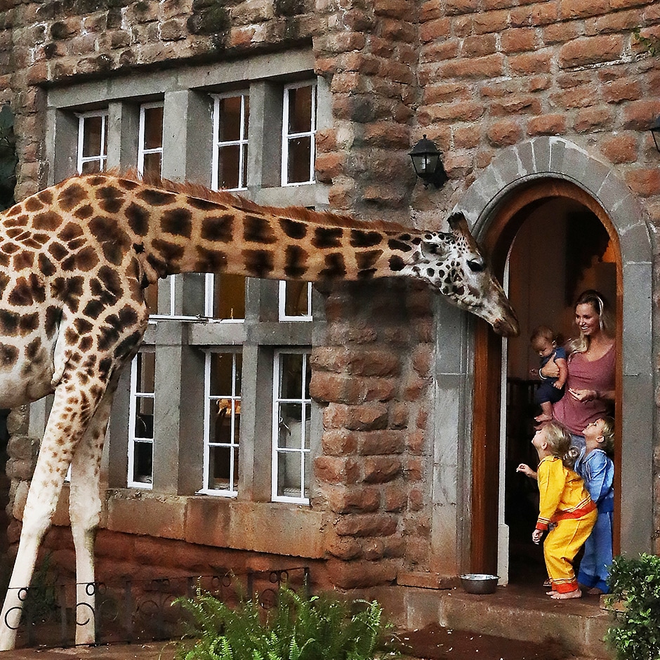 giraffe greeting family at window