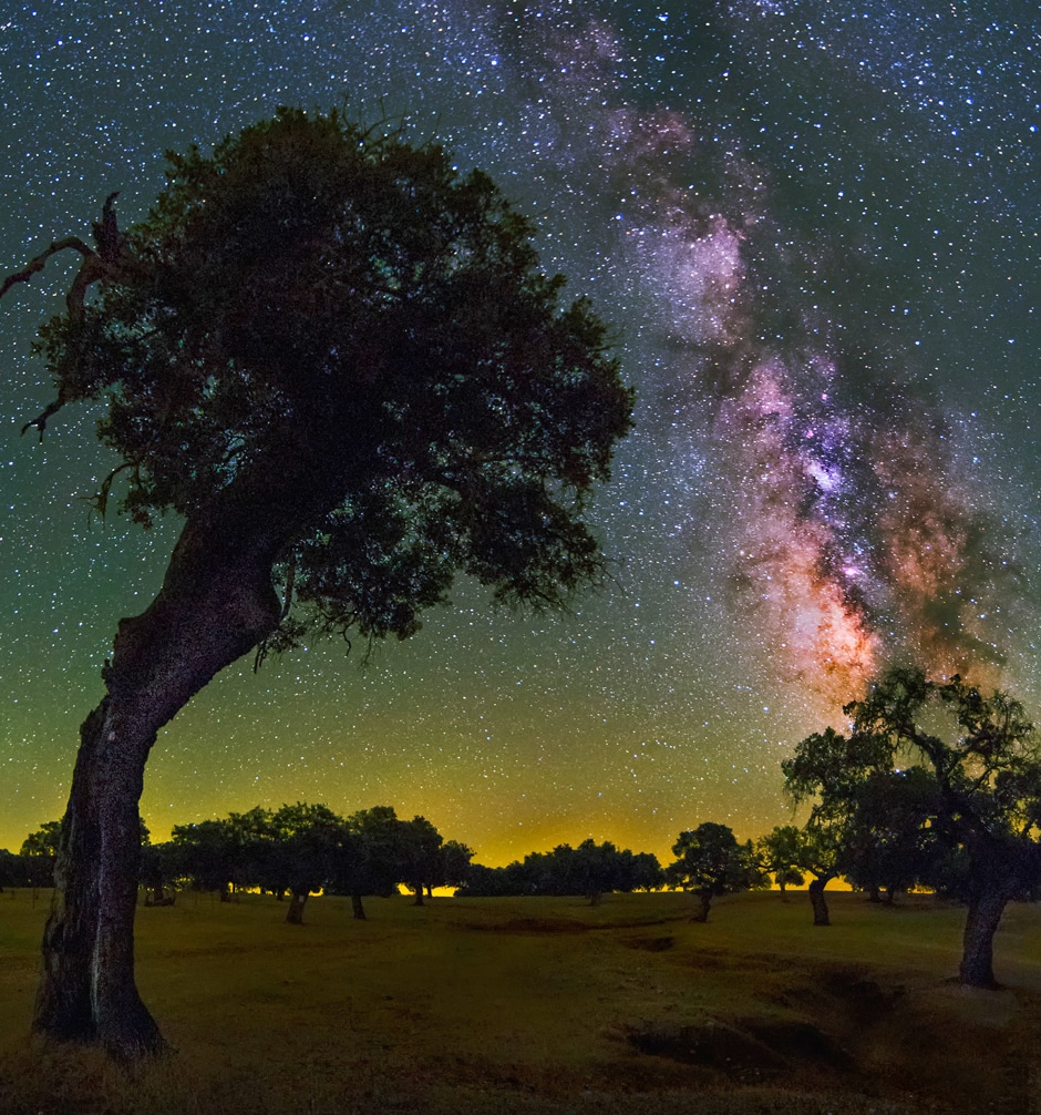 field of tree silhouettes under milky way sky