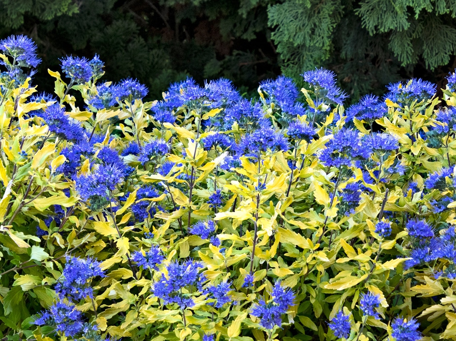 Monrovia’s La Barbe Bleue Caryopteris