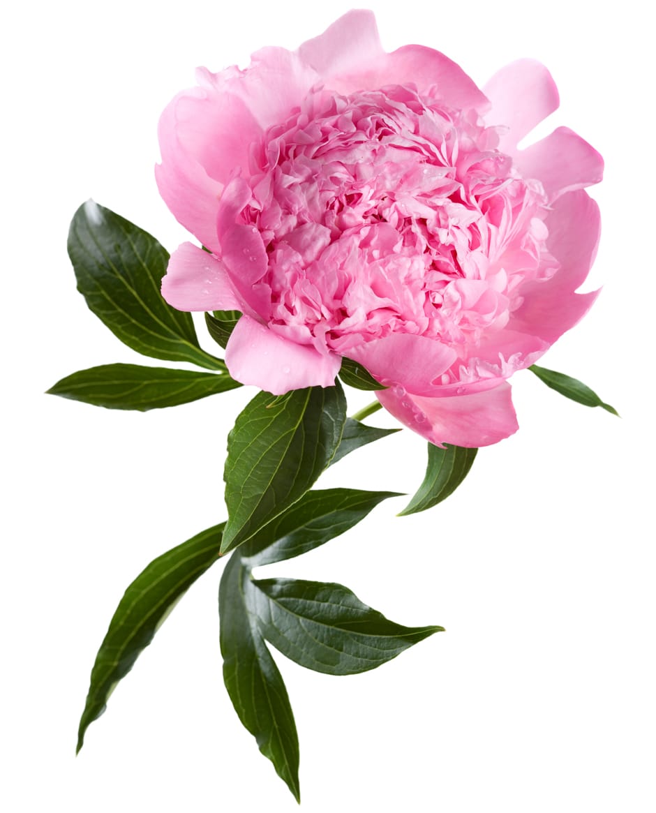 pink peony clipping