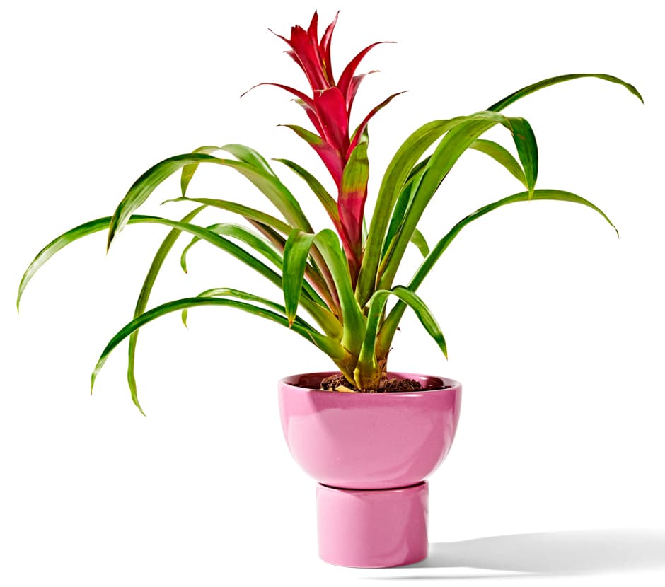 pink planter with tropical plant inside