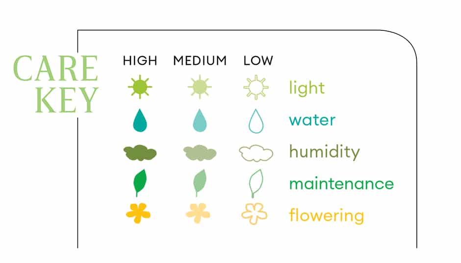 plant care key illustration