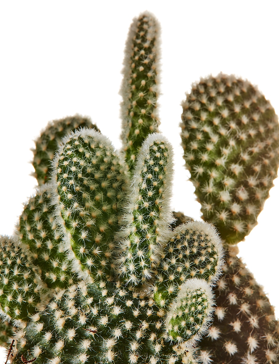 prickly pear cactus