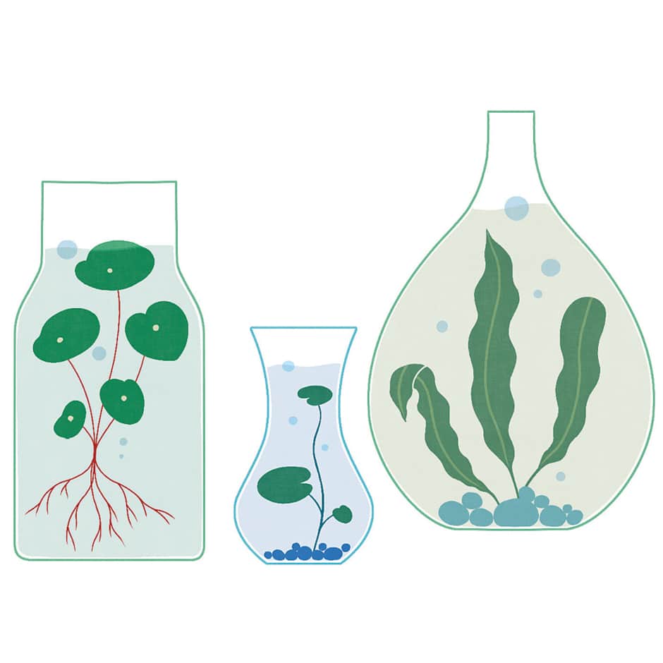 propagating plants in vases illustration