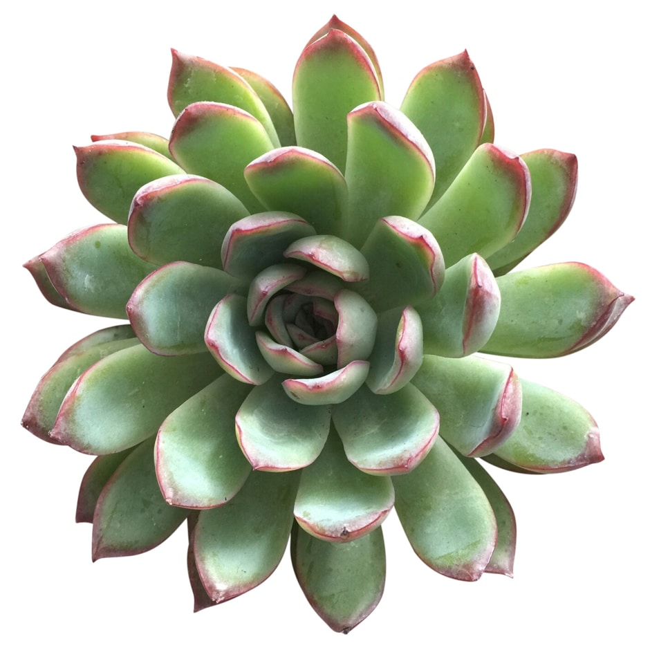 flower shaped succulent
