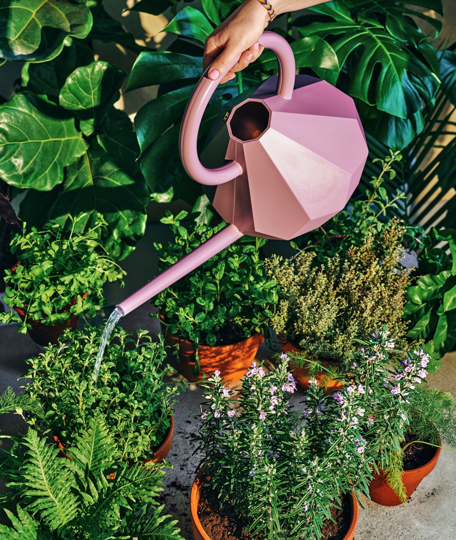 watering plants with a shiny pink can