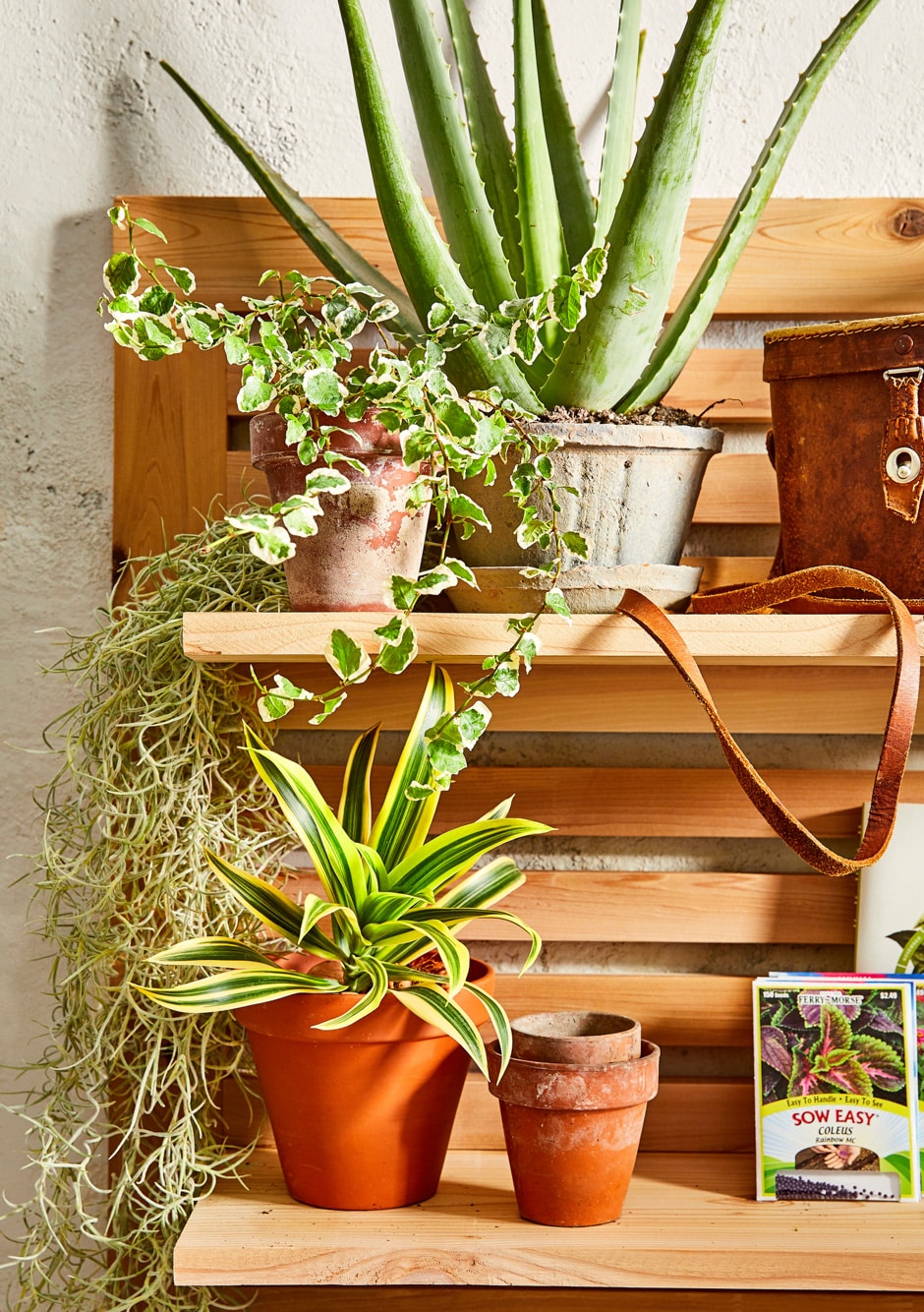 wooden shelves with potted plants