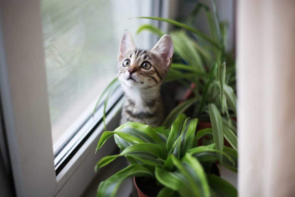 Curious kitten sitting among potted plants, looking up towards the window