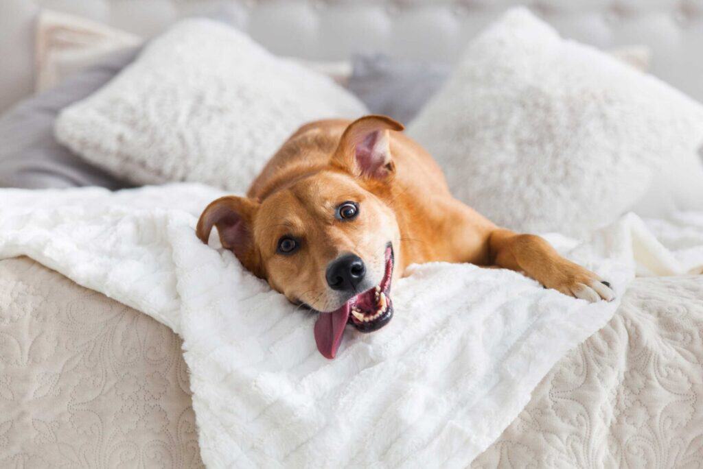 best pet hair removers, with a photo of a puppy laying on a clean bed
