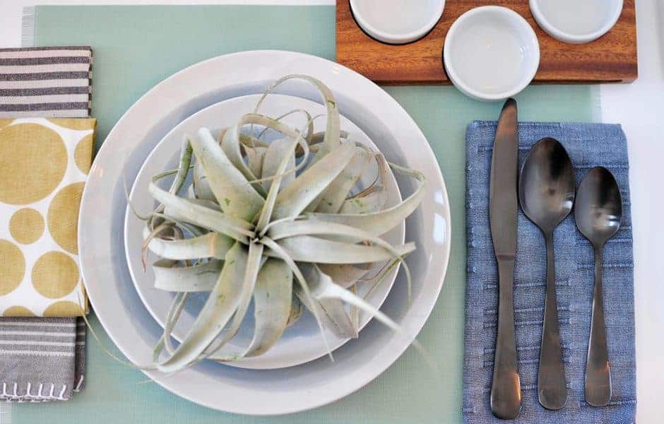 Elegant table setting with layered white plates, a succulent centerpiece, and modern silverware on a blue napkin