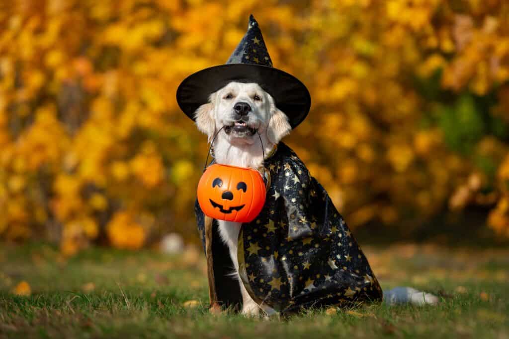 pet halloween costumes