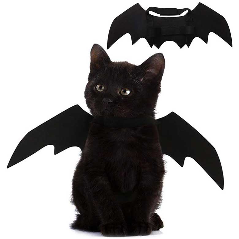 bat halloween costume for cats