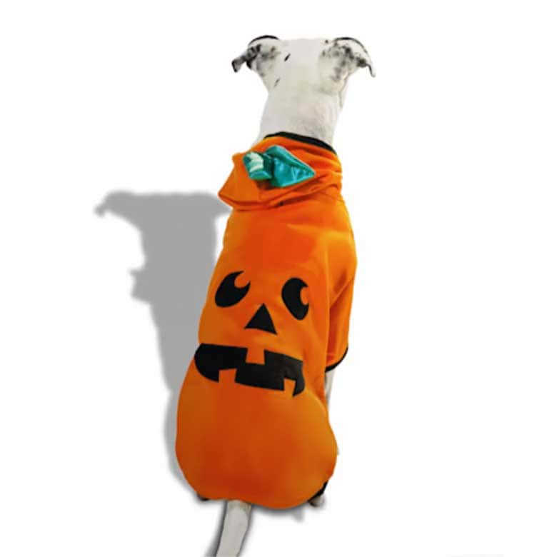 best pet halloween costumes