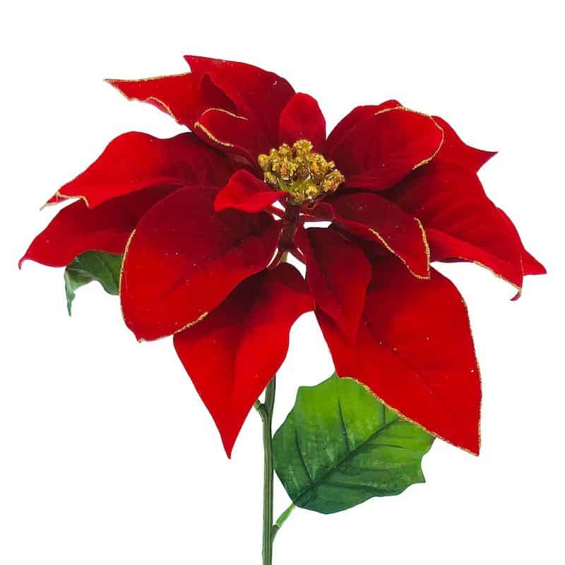 Red Poinsettia Stem