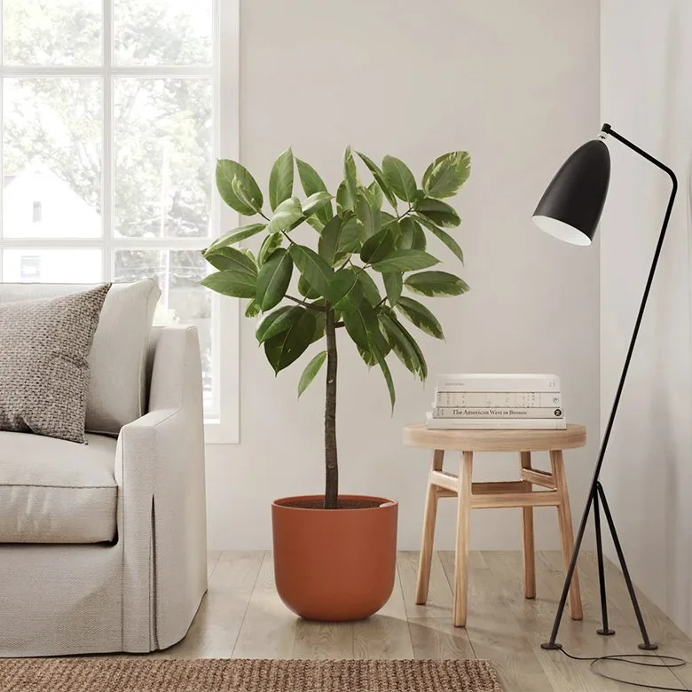 Easyplant Ficus Plant