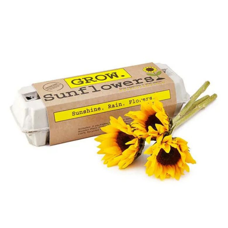 sunflower growing kit
