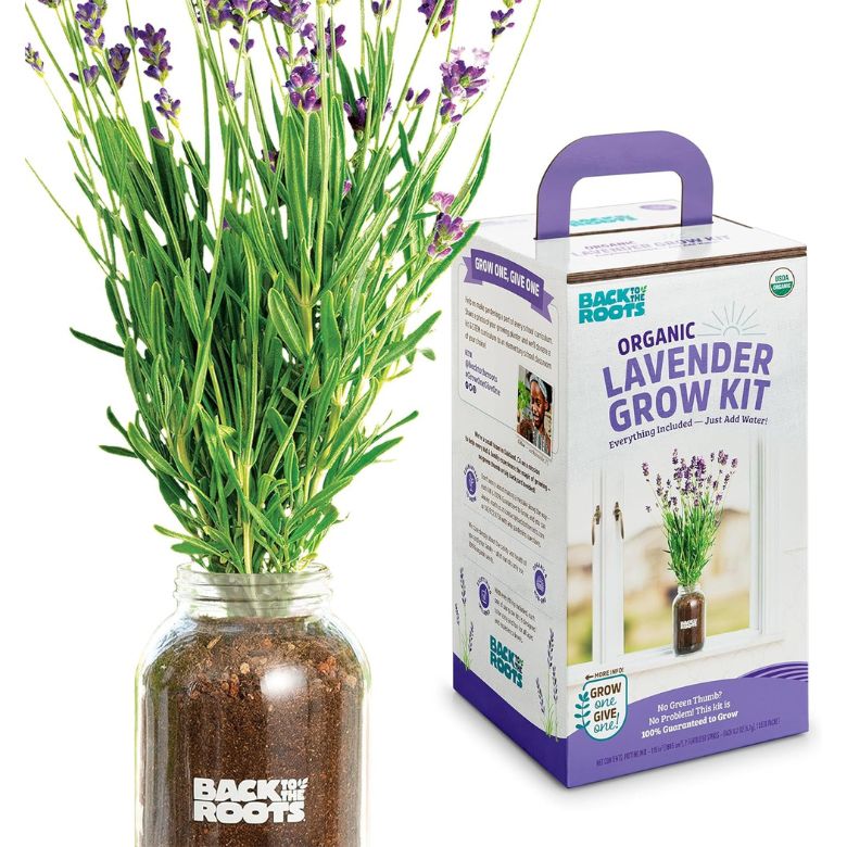 lavender growing kit