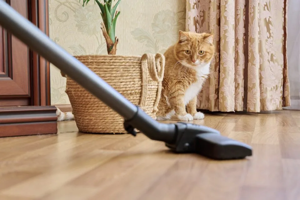 2023 Best Vacuums According to Editors