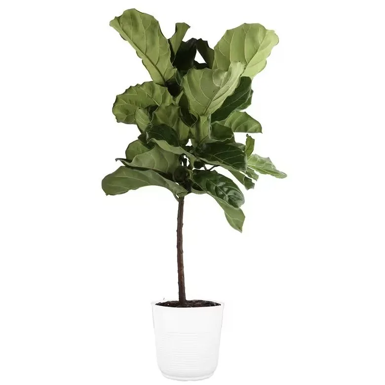 Ficus Lyrata Fiddle Leaf Fig Indoor Plant