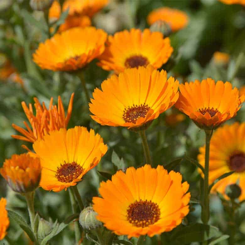 Calendula flowers