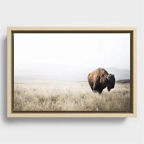 framed wall art maple frame peaceful bison in the grass