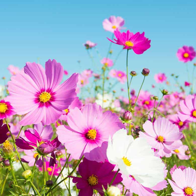 cosmos flower