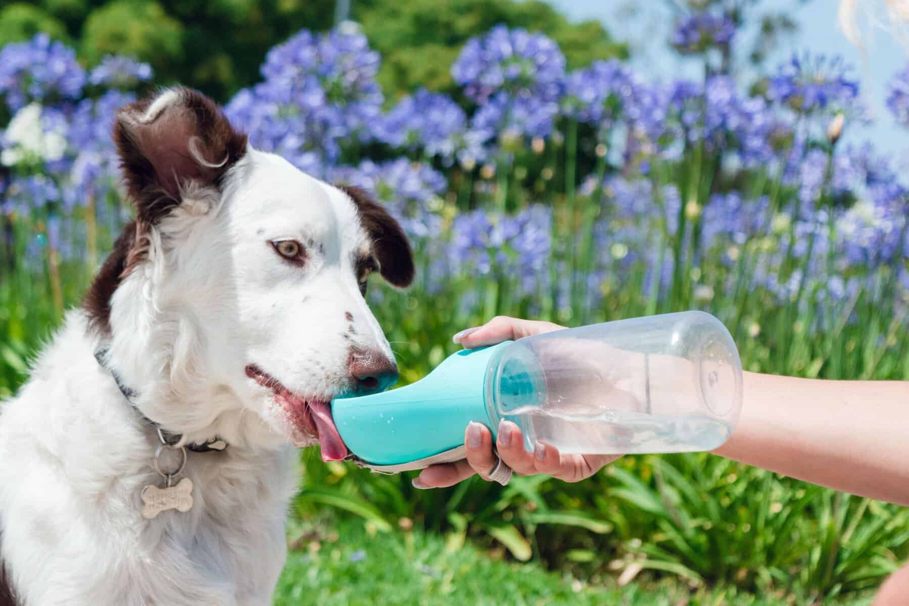 Best Dog Water Bottles for When the Weather Gets Hot