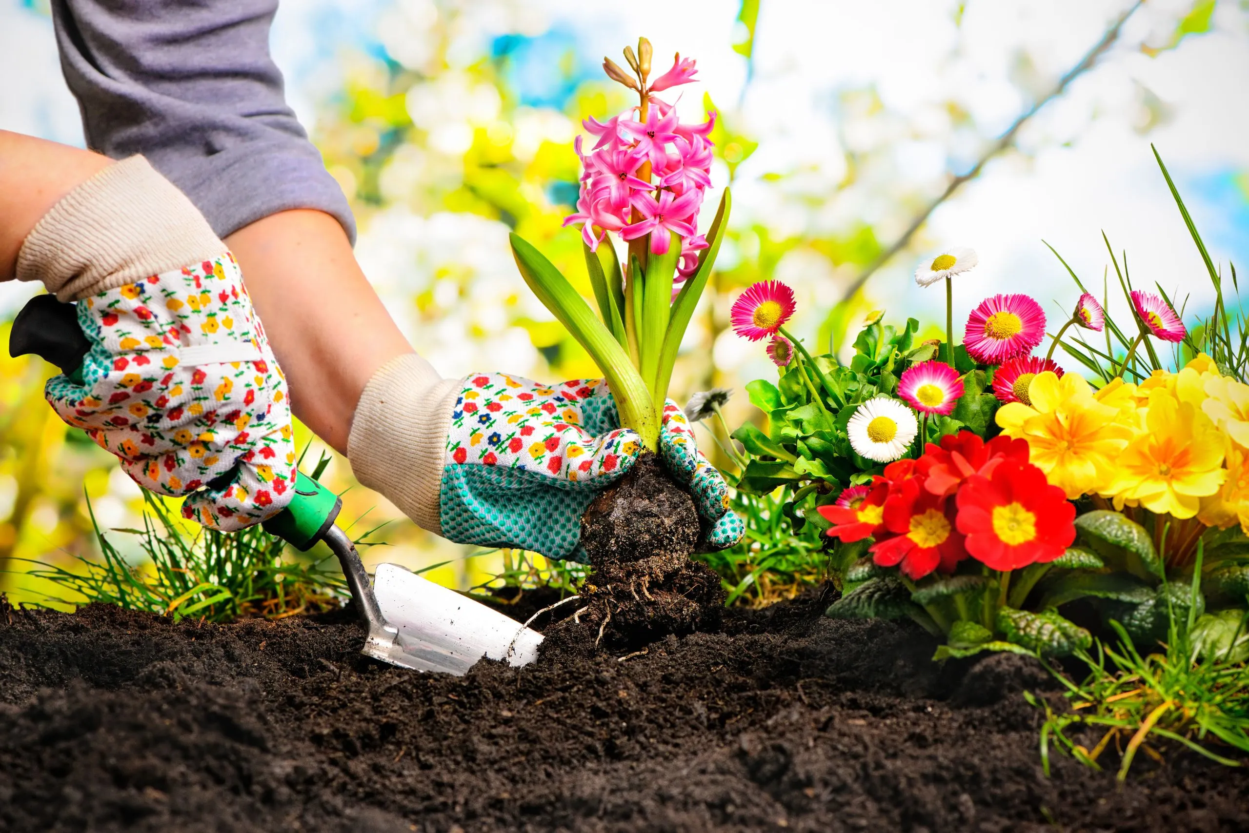 10 Easy Flowers to Grow If You’re Just Starting Your Garden