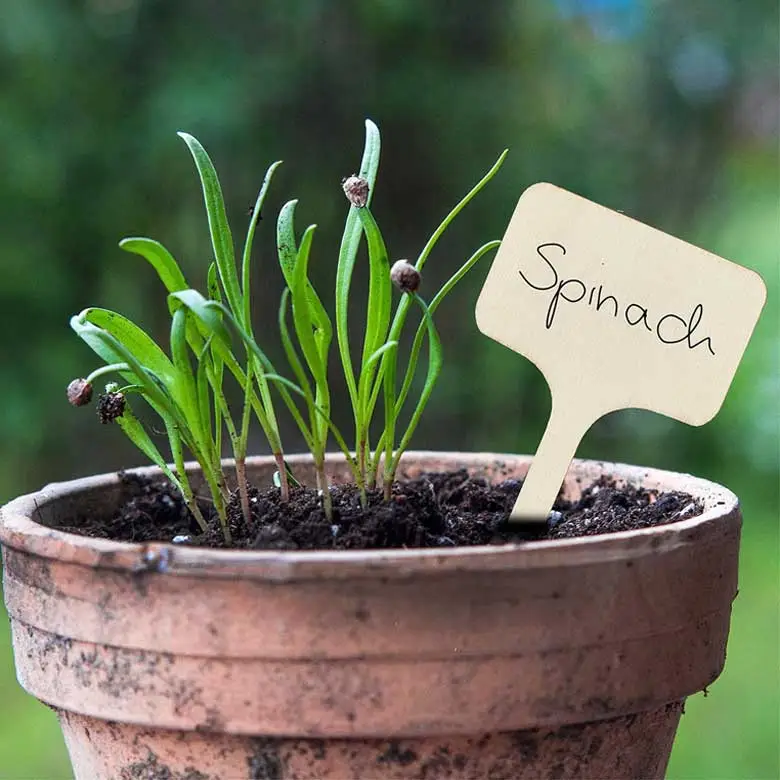 garden labels