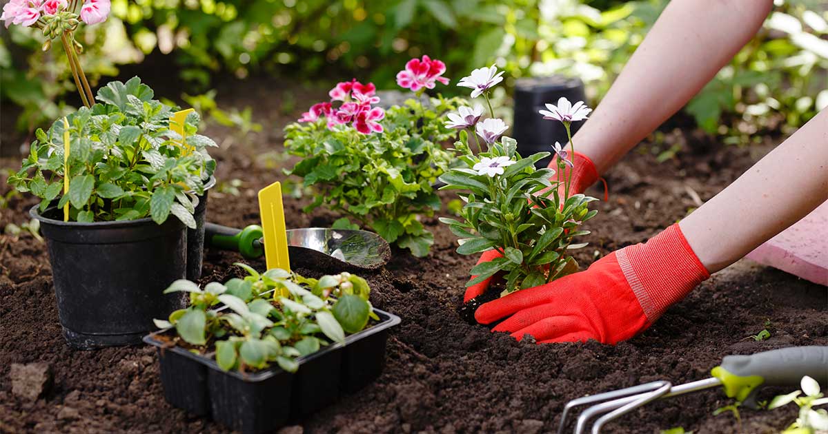gardening tips, hands planting flowers in yard