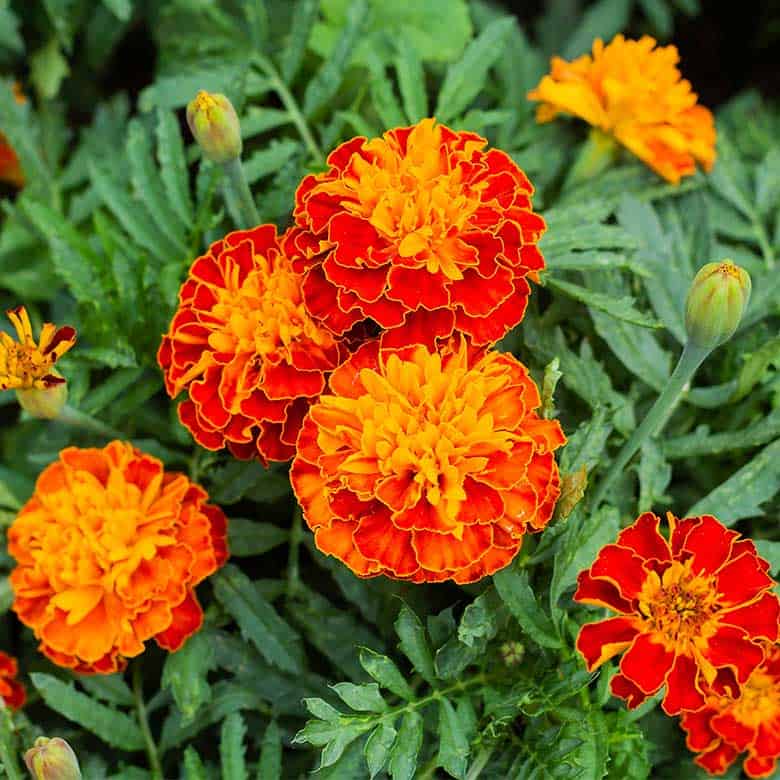 marigolds