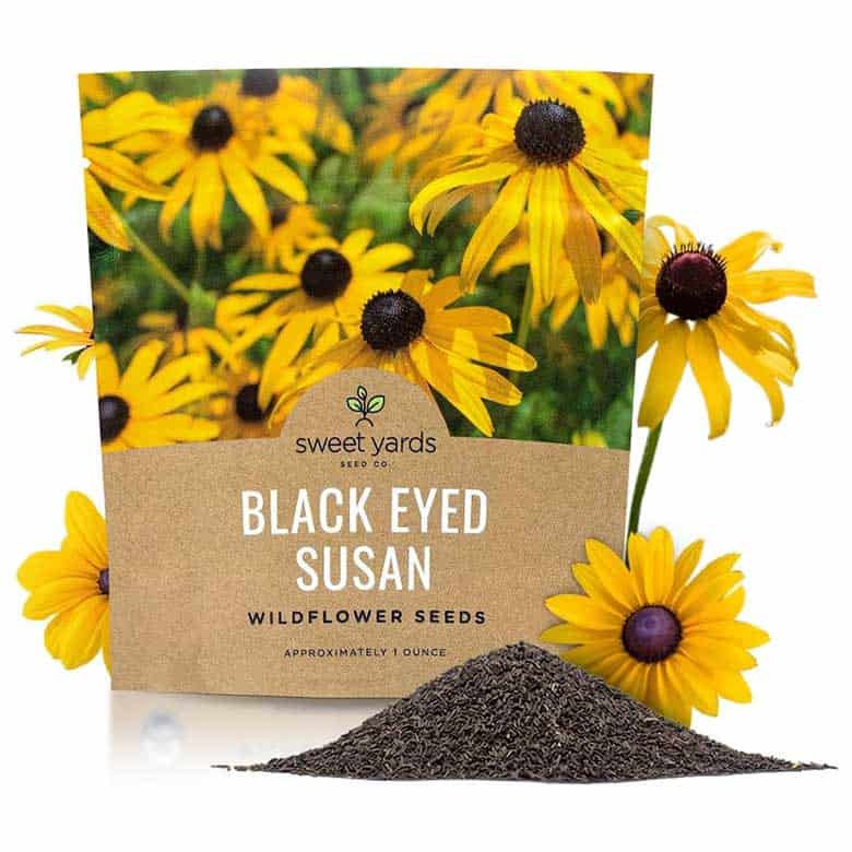 black eyed susan seeds