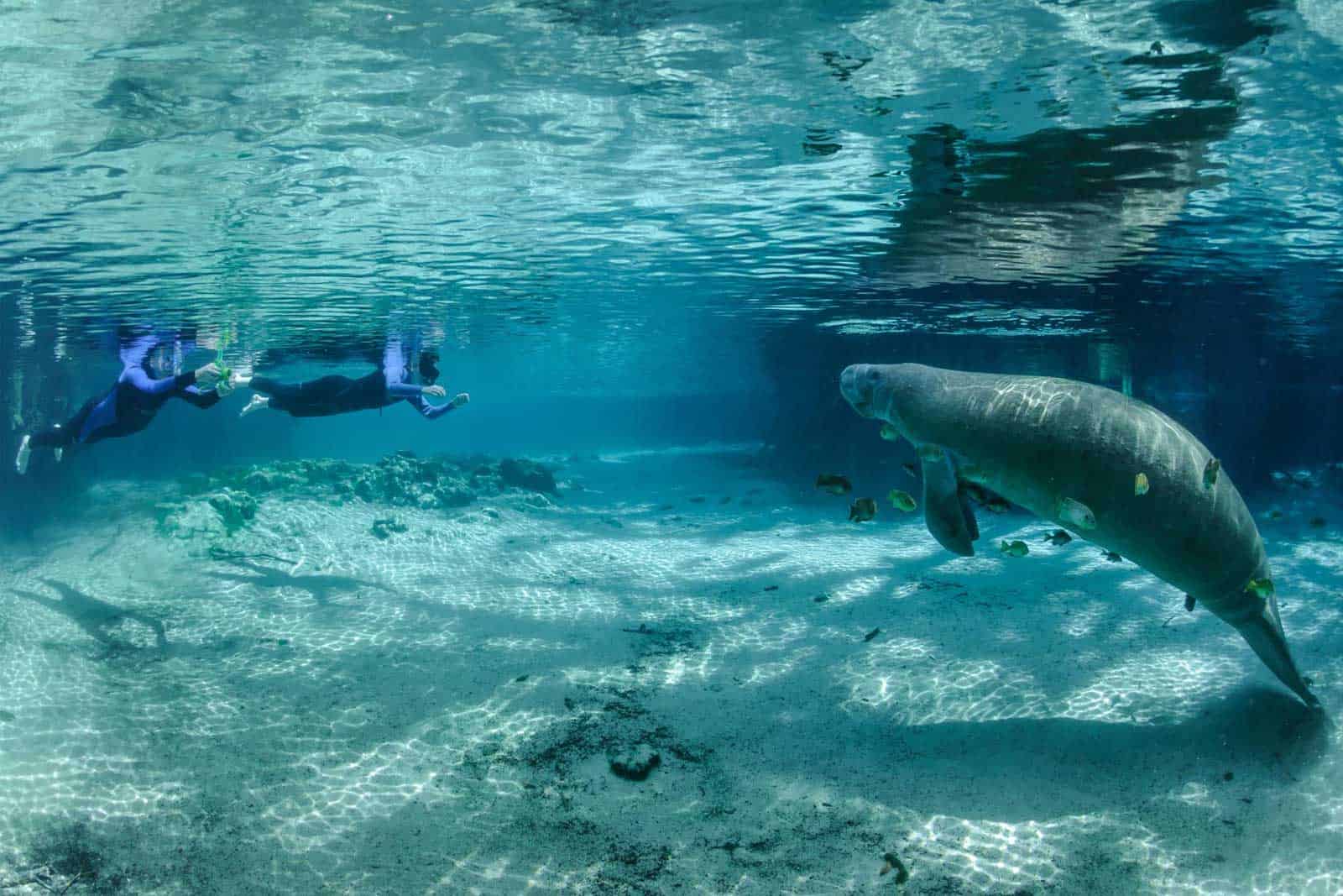 swimming with manatees in crystal river, florida