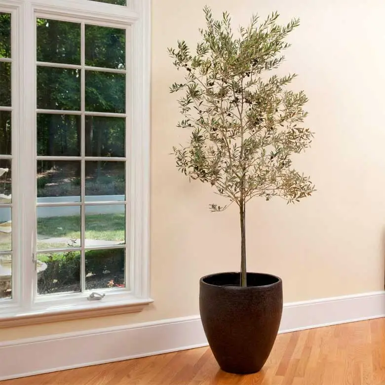 indoor olive tree