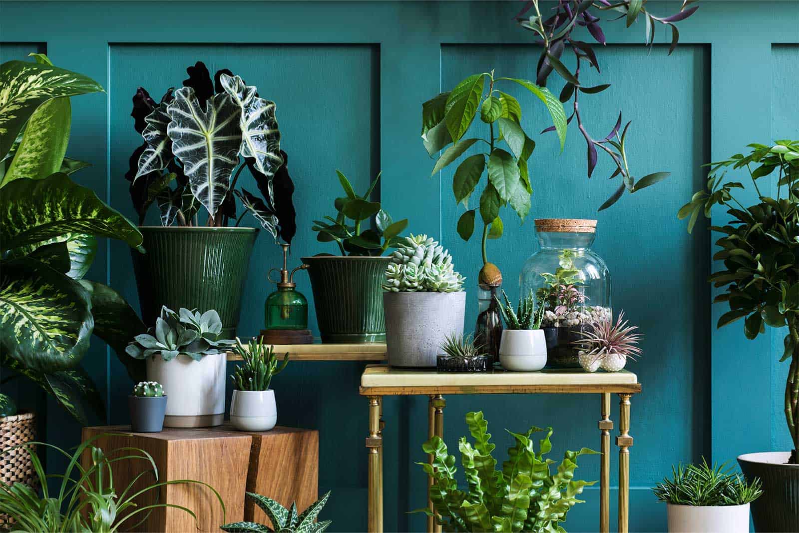 where to buy plants online