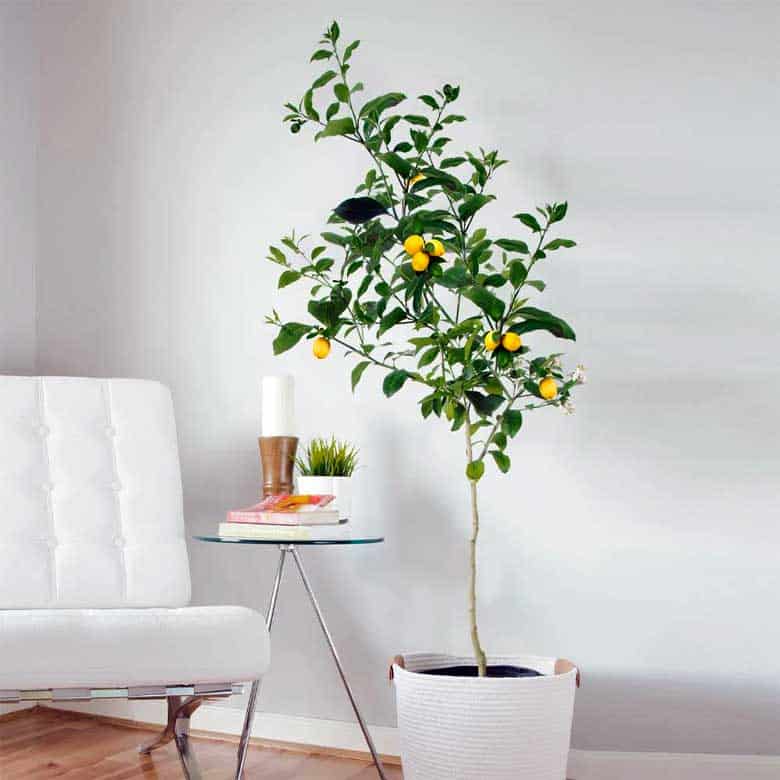 meyer lemon tree