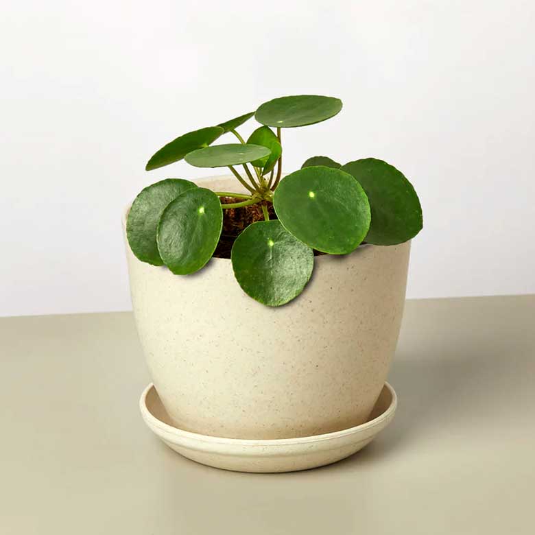 Pilea Peperomioides 'Chinese Money' plant