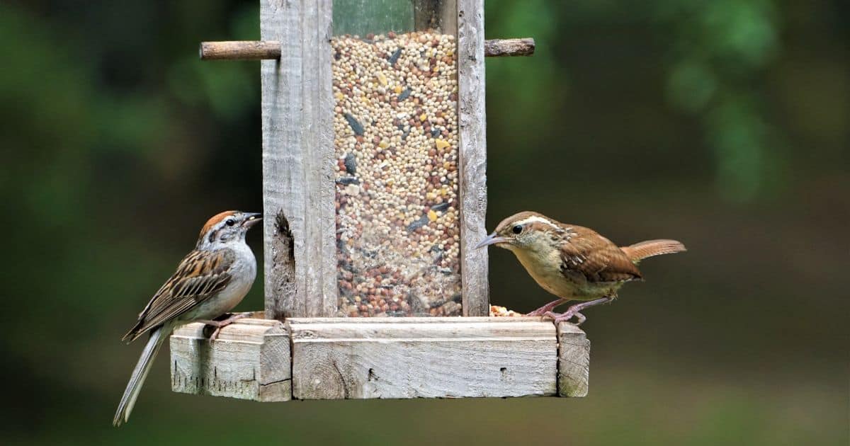 best bird feeders
