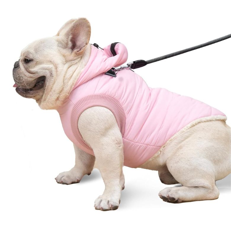 Best Dog Winter Coats 2024 for Small Dogs, Big Dogs, and More