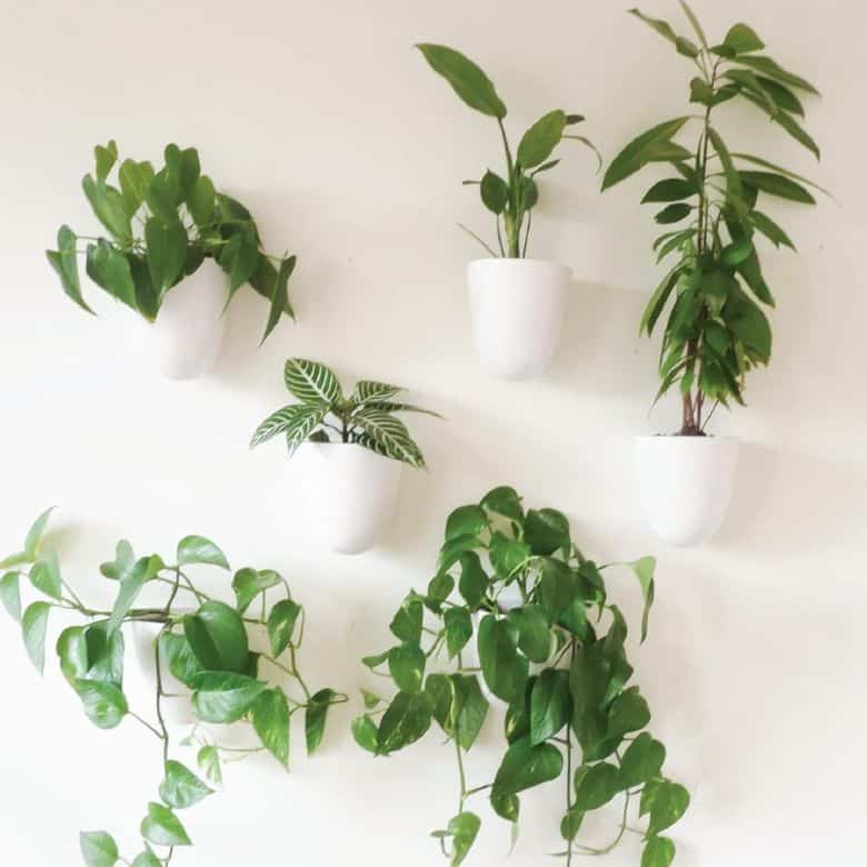 potted greenery hung on wall