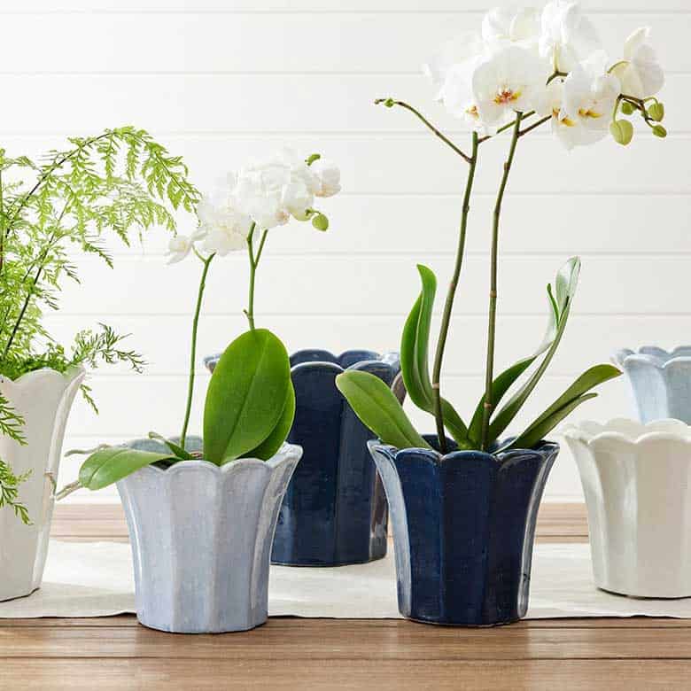 tulip vases from pottery barn