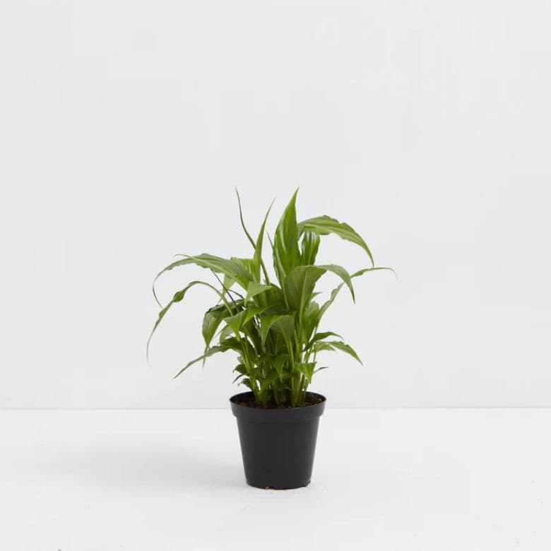 Peace Lily